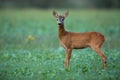 Alert roe deer buck listening carefully on agricultural field at dusk in summer
