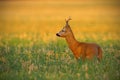 Alert roe deer buck standing on a stubble field and looking away in summer. Royalty Free Stock Photo