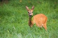 Alert roe deer doe grazing on meadow with green leafs in mouth Royalty Free Stock Photo