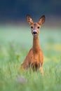 Alert roe deer doe looking into camera on a green meadow in summer Royalty Free Stock Photo