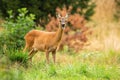 Alert roe deer doe chewing with open mouth on summer meadow with green grass.