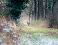 Alert roe deer standing on path in winter forest. Royalty Free Stock Photo