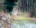 Alert roe deer standing on path in winter forest.