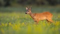 Alert roe deer standing on wildflowers in summer nature