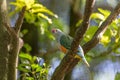 An alert rose-crowned fruit-dove! Royalty Free Stock Photo