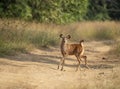 Alert Sambar Deer Fawn crossing the road at Tadoba Andhari Tiger Reserve,Chandrapur,Maharashtra,India Royalty Free Stock Photo