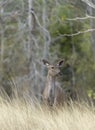 Alert sanbar Deer watching out for Predators