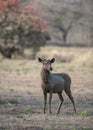 Alert sanbar Deer watching out for Predators in summer months Royalty Free Stock Photo