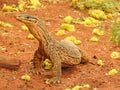 Alert Sand Goanna Royalty Free Stock Photo