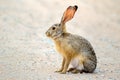 Alert scrub hare Royalty Free Stock Photo