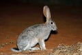 Alert scrub hare Royalty Free Stock Photo