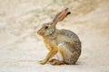 Alert scrub hare - South Africa Royalty Free Stock Photo