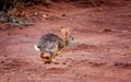 Alert scrub hare ( Lepus saxatilis) rabbit running scared in Tan Royalty Free Stock Photo