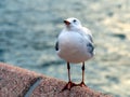 Seagull Perched on Sea Wall Royalty Free Stock Photo