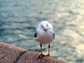 Seagull Perched on Sea Wall Royalty Free Stock Photo