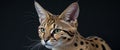 Alert Serval Cat with Large Ears on Black Background. Royalty Free Stock Photo