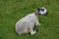 Alert sheep on grass