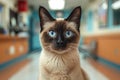 Alert Siamese cat with stunning blue eyes at a veterinary clinic.