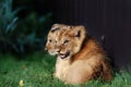 Alert small lion cub with brown fur