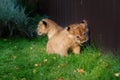 Alert small lion cub with brown fur