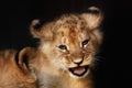 Alert small lion cub close up Royalty Free Stock Photo