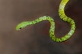 Alert spotted bush snake - South Africa