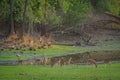 Alert Spotted deer herd after an alarm call by a sambar deer in rajbaug lake at Ranthambore