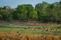 Alert Spotted deer herd after an alarm call by a sambar deer in rajbaug lake at Ranthambore