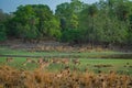 Alert Spotted deer herd after an alarm call by a sambar deer in rajbaug lake at Ranthambore