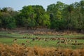 Alert Spotted deer herd after an alarm call by a sambar deer in rajbaug lake at Ranthambore