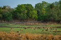 Alert Spotted deer herd after an alarm call by a sambar deer in rajbaug lake at Ranthambore