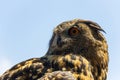 Alert Spotted Eagle Owl