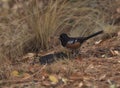 Alert Spotted Towhee in autumn pine needles and grasses