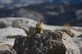 Alert Squirrel Royalty Free Stock Photo