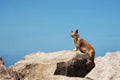 Alert Squirrel Standing on Rocks