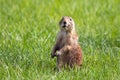 An alert standing prairie dog in Custer State Park, Custer County, South Dakota Royalty Free Stock Photo