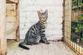 Alert striped grey tabby cat sitting watching