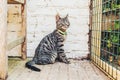 Alert striped grey tabby cat sitting watching