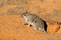 Alert striped mouse in natural habitat