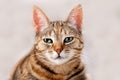 Alert Tabby Cat