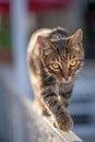 Hunter Cat Prowling on Garden Gate