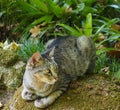 Alert Tabby Cat Surrounded By Vegetation
