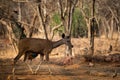 An alert tail up sambar deer or Rusa unicolor portrait in a beautiful light at ranthambore Royalty Free Stock Photo