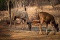 An alert tail up sambar deer or Rusa unicolor portrait in a beautiful light at ranthambore Royalty Free Stock Photo