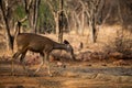 An alert tail up sambar deer or Rusa unicolor portrait in a beautiful light at ranthambore Royalty Free Stock Photo