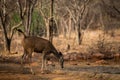 An alert tail up sambar deer or Rusa unicolor portrait in a beautiful light at ranthambore Royalty Free Stock Photo