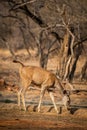 An alert tail up sambar deer or Rusa unicolor portrait in a beautiful light at ranthambore Royalty Free Stock Photo