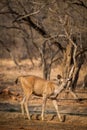 An alert tail up sambar deer or Rusa unicolor portrait in a beautiful light at ranthambore Royalty Free Stock Photo