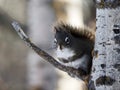 Tamiasciurus Hudsonicus Or Red Squirrel On Tree Branch