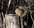 Tamiasciurus Hudsonicus Or Red Squirrel O Tree Stump